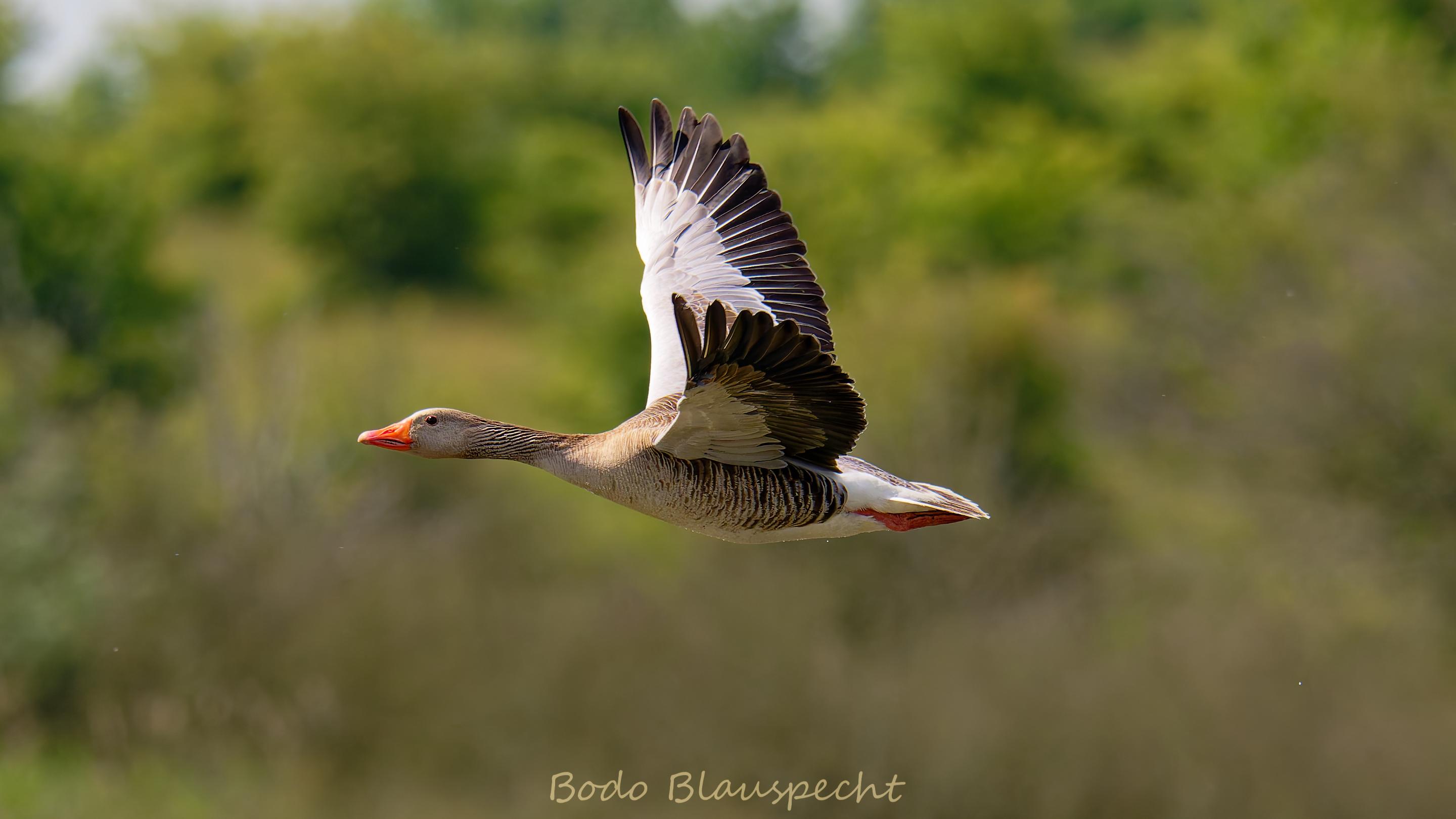 06.22 11.45 13   Natur   Geltinger Birk HQ